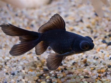 black moor goldfish care